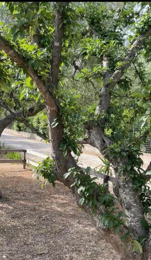 Casale Torre San Magno Βίλα Κοράτο Εξωτερικό φωτογραφία